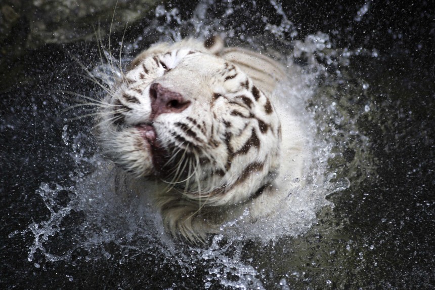 A white Bengal tiger shakes its head while standing in a moat in its enclosure at the Singapore Zoo