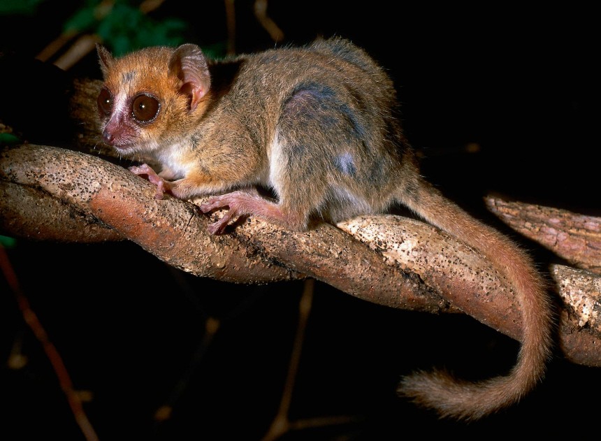615 neue Arten auf Madagaskar entdeckt