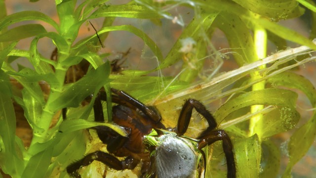 Wissenschaft: Wasserspinnen bauen ueberraschend effektive Taucherglocken