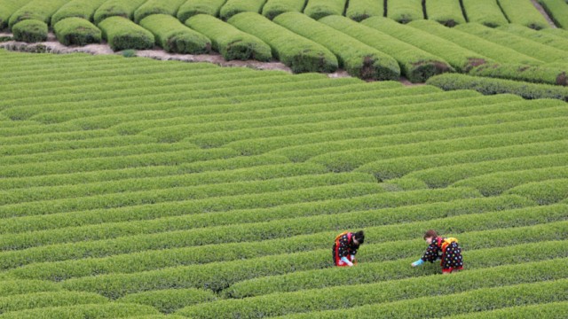 Tee-Ernte in Japan