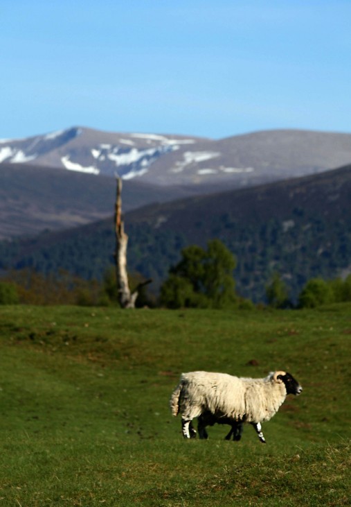 Die Einsamkeit der Hochheide: Unterwegs in den Highlands