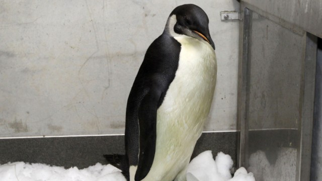 Pinguin in Neuseeland: Kaiserpinguin "Happy Feet" wird langsam wieder munter.