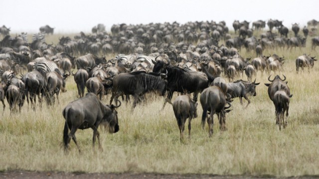 Wildebeests walk in the plains after crossing the Mara river during a migration in Masaai Mara game reserve Kenya