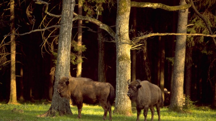 Europas letzter Urwald: Der Bialowieza Nationalpark in Polen