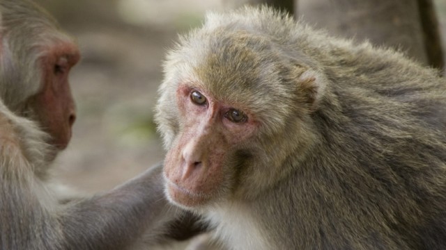 Verhaltensbiologie: Kognitionspsychologe Justin Couchman von der Universität Buffalo vermutet, "dass Affen, so wie Menschen, über ein Verständnis der eigenen Taturheberschaft verfügen".