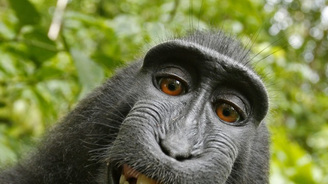 Affe nimmt im Busch Fotograf die Kamera weg und fotografiert damit