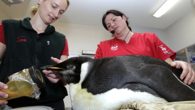 Neuseeland: Heimreise von "Happy Feet": Pinguin auf dem OP-Tisch: Im Zoo von Wellington wurden dem verirrten Antarktis-Bewohner "Happy Feet" Sand und Steine aus dem Magen entfernt.