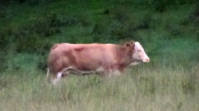 Wilde Kuh im Kreis Mühldorf