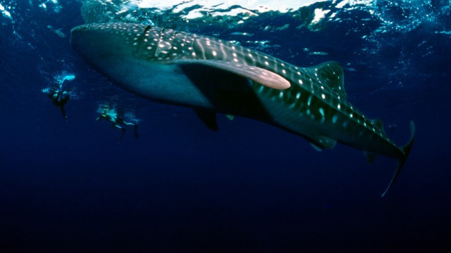 Walhaie machen Fischer zu Anwälten des Meeres