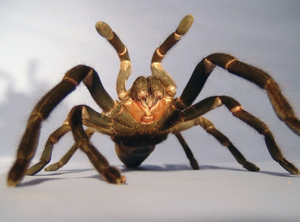 Tarantula - Australiens Königin der Spinnen