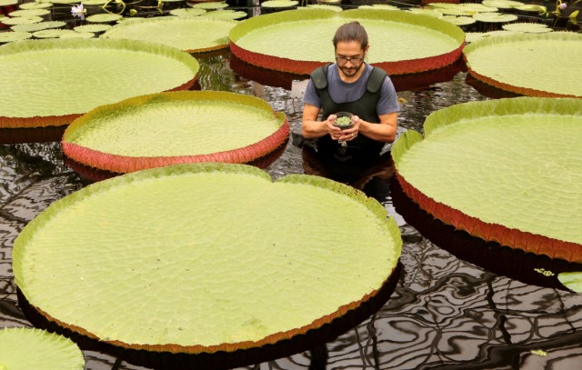 Smallest Waterlily In The World Rescued From Extinction At Kew Gardens
