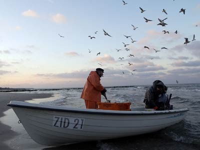 Fischer begutachten ihren Fang bei Zingst, ddp