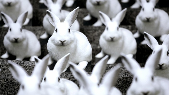 Life-sized white laboratory rabbits are displayed at the entrance of the EU Parliament in Brussels