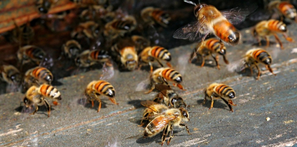 Varroa-Milbe hauptverantwortlich für Bienensterben