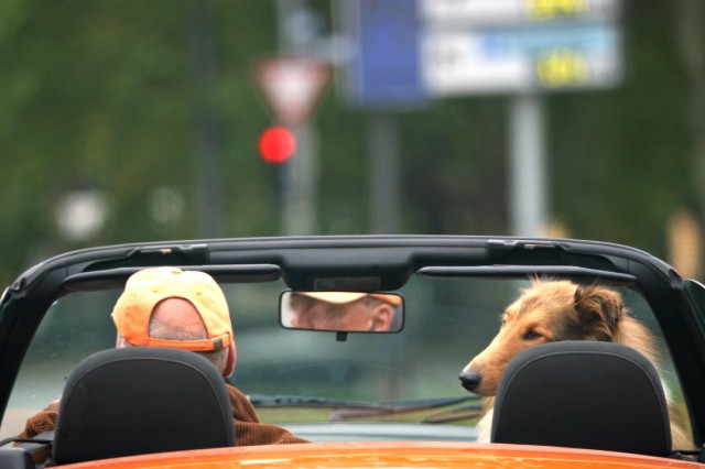 Cabriofahrer mit tierischem Beifahrer, 2007