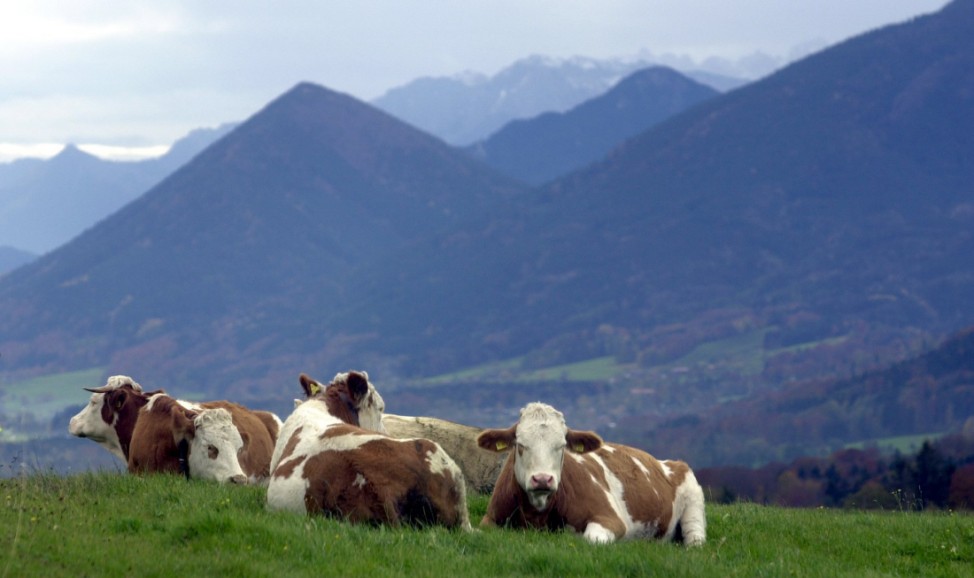 Jungvieh weidet vor Bayerischen Alpen