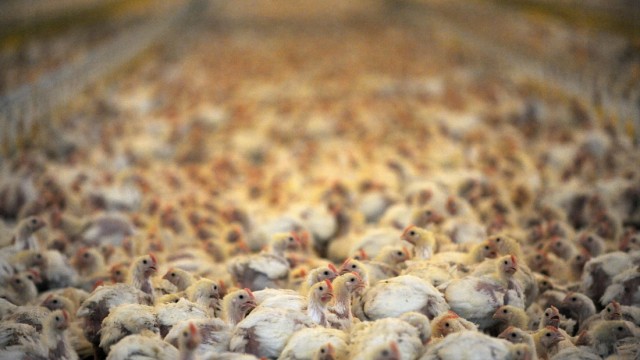 Hähnchenaufzucht für Wiesenhof-Geflügelproduktion