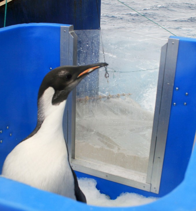 Verirrter Kaiserpinguin auf der Rückreise in die Antarktis