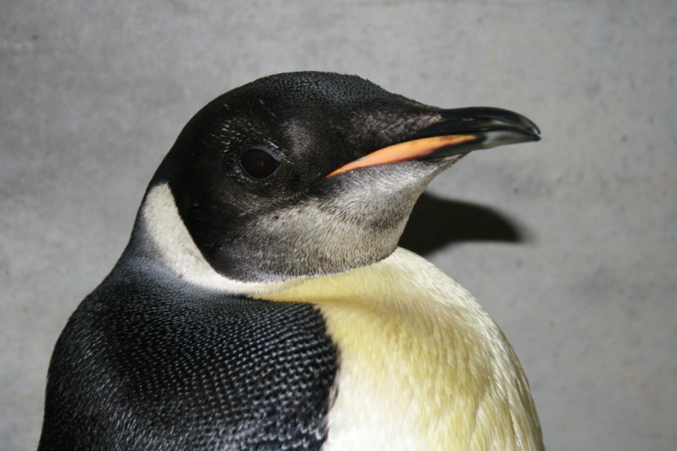 Pinguin ´Happy Feet" auf Heimweg