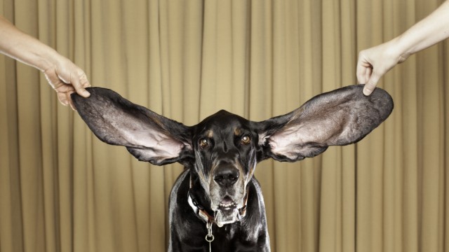 Weltrekord: Längste Hundeohren: Ohren, die manchen Hasen vor Neid erblassen lassen: Der Hund Harbor.