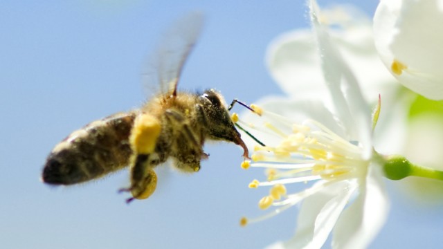 Belasteter Bodensee-Honig wird vernichtet