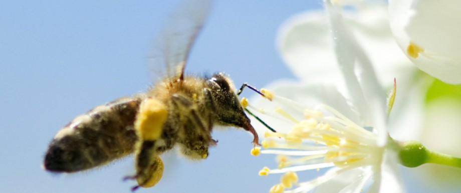Belasteter Bodensee-Honig wird vernichtet