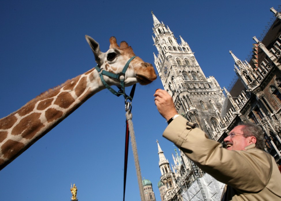 Giraffe in München