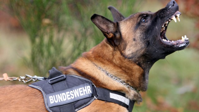 Billigkonkurrent bedroht Deutschen Schäferhund