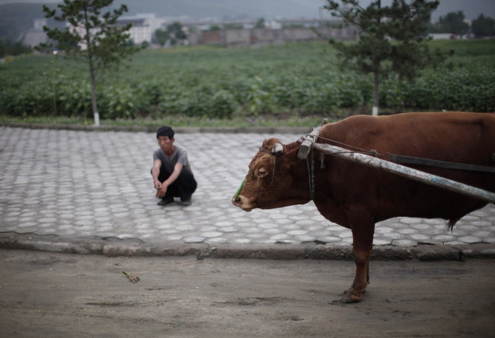 A man sit next to an ox at a central street of Rason, part of the North Korean especial economic zone, northeast of Pyongyang