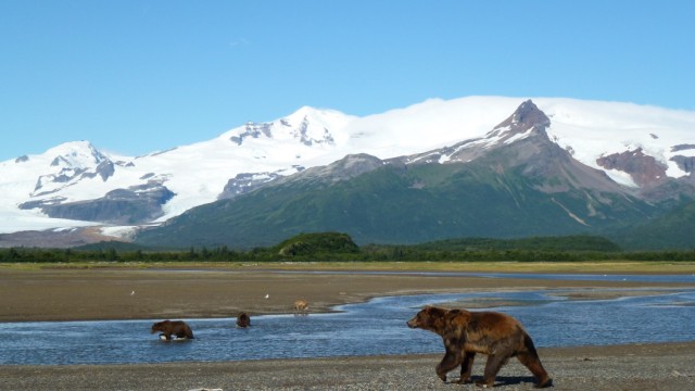 Unterwegs in Alaska: Diese Braunbären lassen sich beim Lachsfang im Katmai-Nationalpark von ihren menschlichen Besuchern nicht stören.