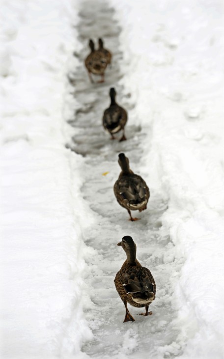 Ducks walk in a groove in the snow along a pathway at Tylney Hall, a country hotel in Rotherwick near Hook, in Hampshire,