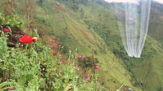 Streit um Unkrautvernichtungsmittel: In Kolumbien setzt die Polizei Glyphosit im Kampf gegen den Anbau von Schlafmohn ein - der Ausgangspflanze für Opium.