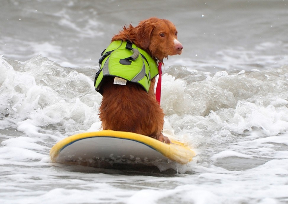 US-ANIMAL-SURF-DOG