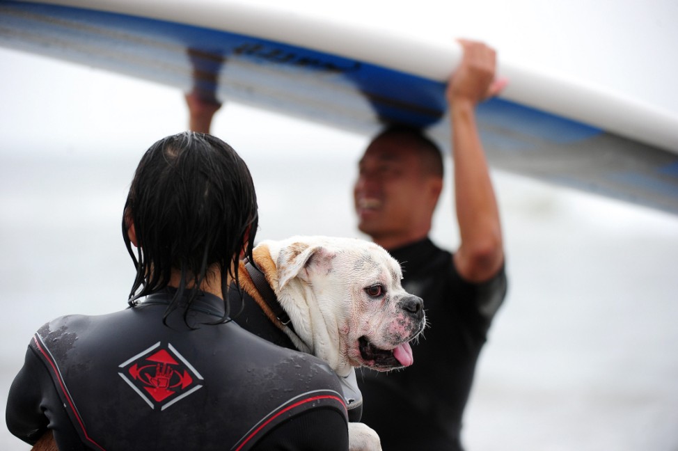 US-ANIMAL-SURF-DOG