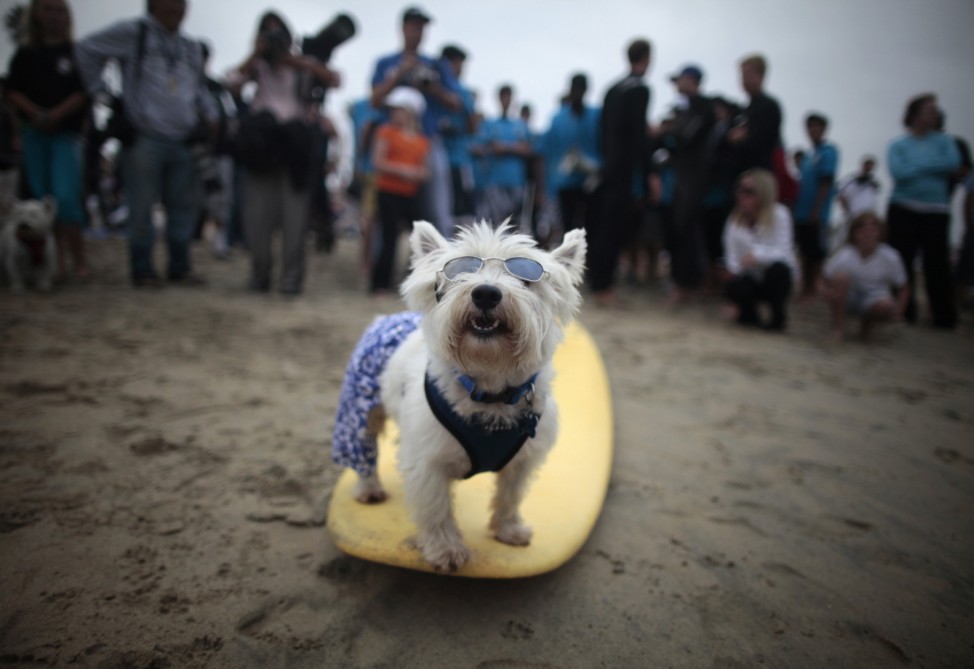 A dog poses on a board at a surf dog contest in Huntington Beach