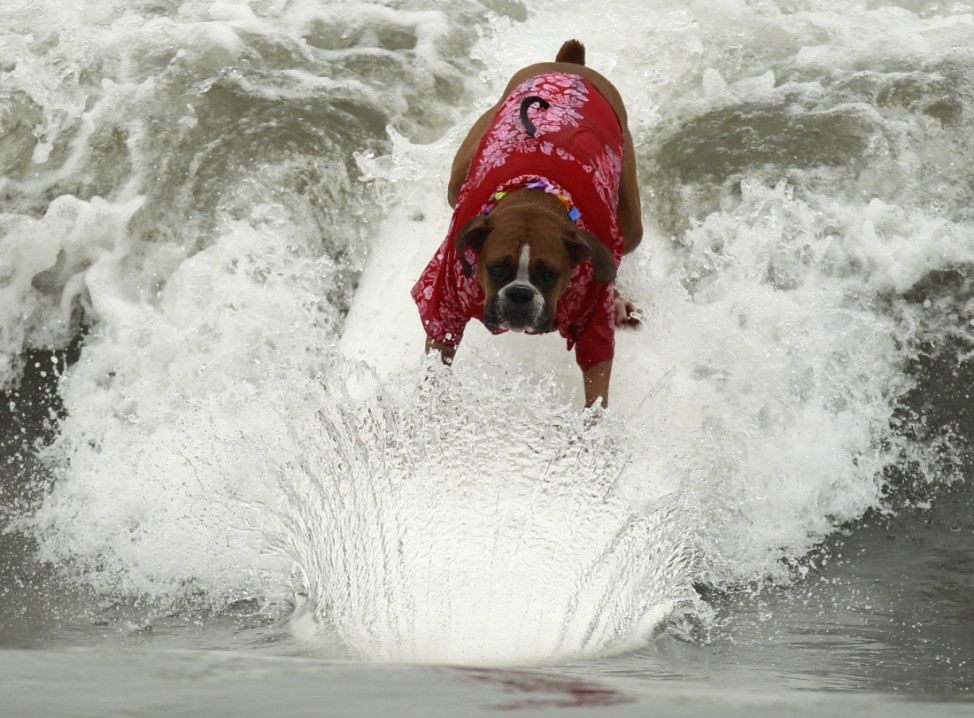 Boxer dog Hanzo Felland rides a wave at a surf dog contest in Huntington Beach