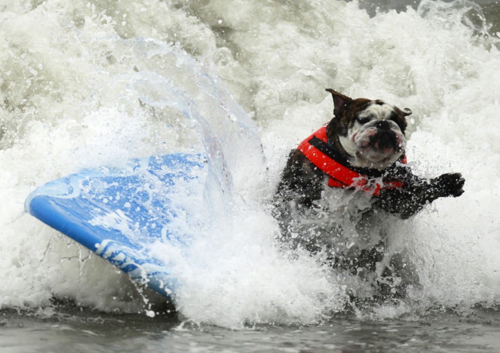 A dog wipes out during a surf dog contest in Huntington Beach