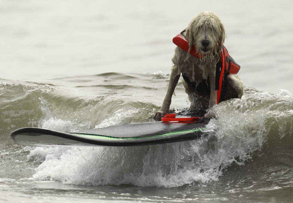 A dog rides a surfboard at a surf dog contest in Huntington Beach