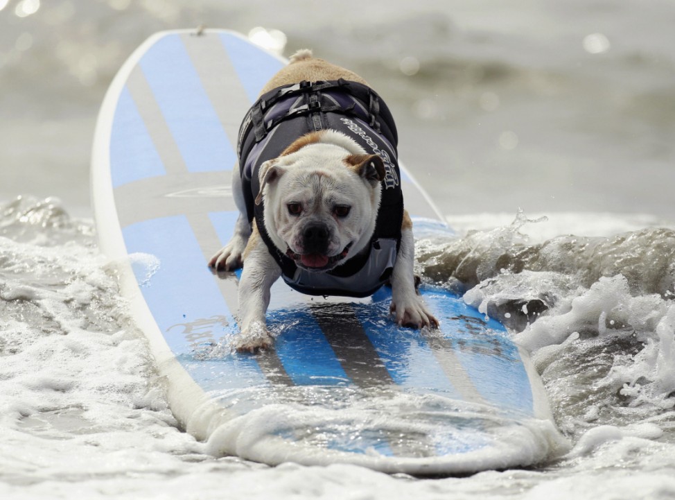 A dog rides a wave at a surf dog contest in Huntington Beach, California