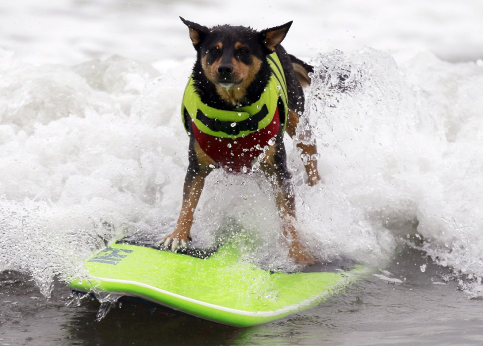 Australian Kelpie dog Abbie Uy sets the Guinness World Record for the longest surf by a dog at a surf dog contest in Huntington Beach, California