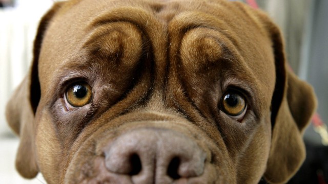 Gronau registriert Hundevermehrung