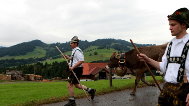 Ceremonial Cattle Drive In Bavarian Mountains