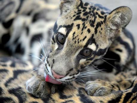 Leoparden, Thailand, USA, Washington, AP