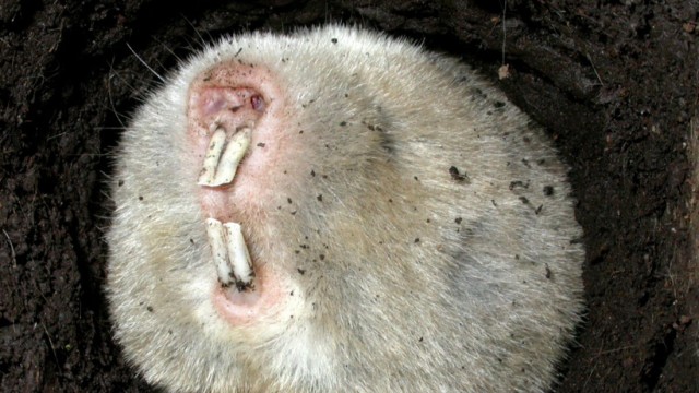 Biologie: Der Erdbohrer scheint nur aus Fell und Zähnen zu bestehen.