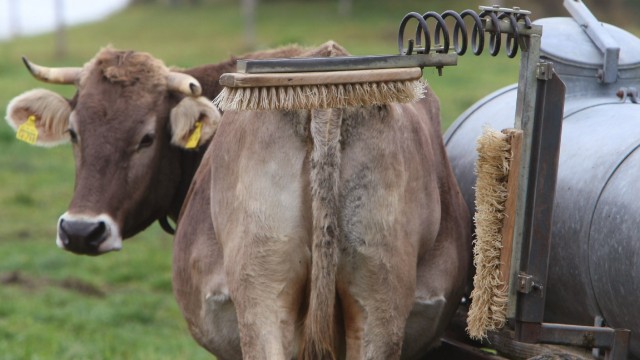 'Wellness-Anlage' für Kühe