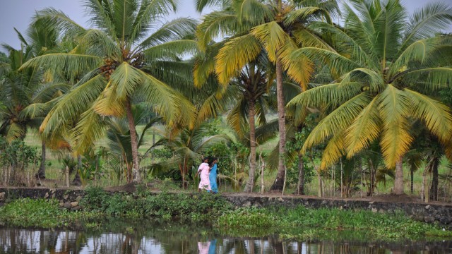 Kerala Indien Asien Tempel Kokospalmen Kathakali