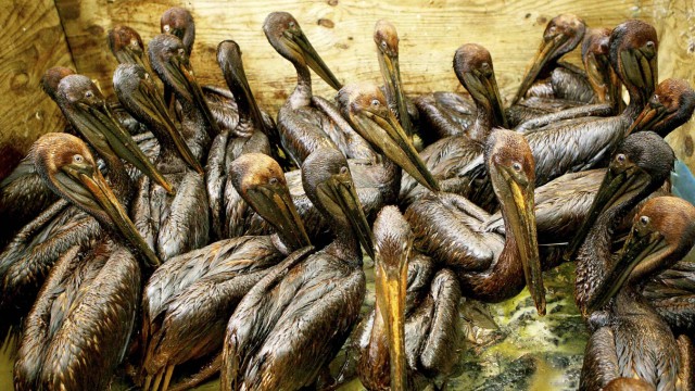 File photo shows pelicans covered in oil from the Deepwater Horizon gulf oil spill sitting in a pen waiting to be cleaned at a rescue center facility in Fort Jackson, Louisiana