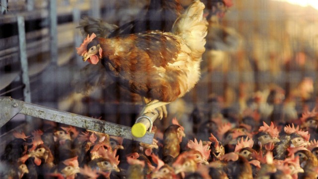 Studie kritisiert Geflügelzüchter: Ist ein Huhn mit gefährlichen Bakterien infiziert, muss der gesamte Bestand behandelt werden. Je höher die Tierdichte, desto mehr Hühner sind natürlich betroffen - und das Risiko von Antibiotikaresistenzen wächst.