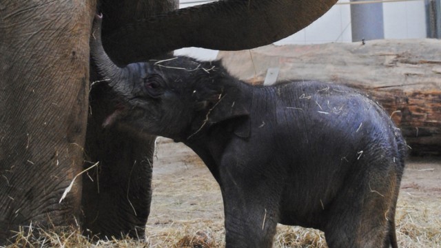 Elefantendame Panang bringt gesundes Baby zur Welt