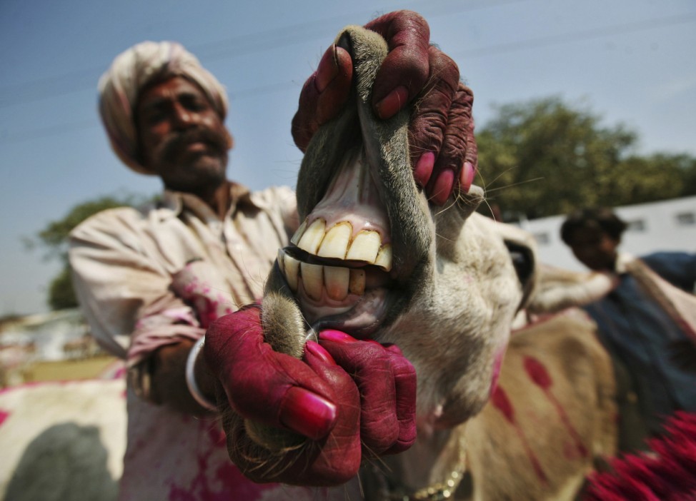 A trader displays the teeth of a donkey during an annual donkey fair at Vautha